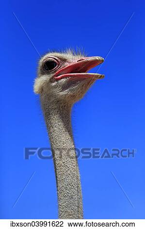 "Southern Ostrich (Struthio camelus australis), adult male, portrait, Little Karoo, Western Cape, South Africa, Africa" View Large Photo Image Stock Image - "Southern Ostrich (Struthio camelus australis), adult male, portrait, Little Karoo, Western Cape, South Africa, Africa". Fotosearch