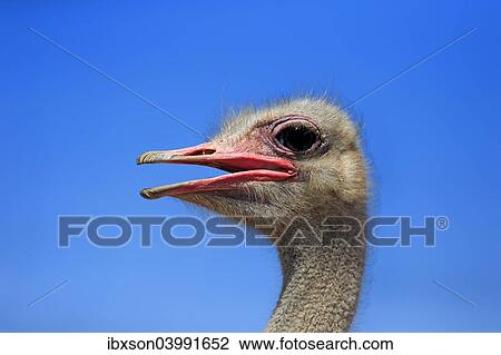 "Southern Ostrich (Struthio camelus australis), adult male, portrait, Little Karoo, Western Cape, South Africa, Africa" View Large Photo Image Stock Image - "Southern Ostrich (Struthio camelus australis), adult male, portrait, Little Karoo, Western Cape, South Africa, Africa". Fotosearch