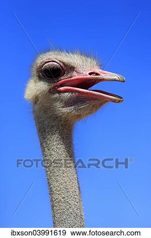 "Southern Ostrich (Struthio camelus australis), adult male, portrait, Little Karoo, Western Cape, South Africa, Africa" View Large Photo Image Stock Photo - "Southern Ostrich (Struthio camelus australis), adult male, portrait, Little Karoo, Western Cape, South Africa, Africa". Fotosearch