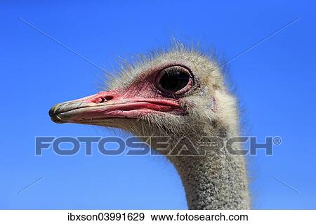"Southern Ostrich (Struthio camelus australis), adult male, portrait, Little Karoo, Western Cape, South Africa, Africa" View Large Photo Image Stock Photo - "Southern Ostrich (Struthio camelus australis), adult male, portrait, Little Karoo, Western Cape, South Africa, Africa". Fotosearch