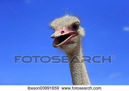 "Southern Ostrich (Struthio camelus australis), adult male, portrait, Little Karoo, Western Cape, South Africa, Africa" View Large Photo Image Stock Photo - "Southern Ostrich (Struthio camelus australis), adult male, portrait, Little Karoo, Western Cape, South Africa, Africa". Fotosearch