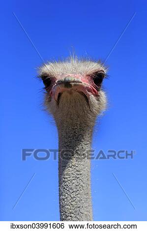 "Southern Ostrich (Struthio camelus australis), adult male, portrait, Little Karoo, Western Cape, South Africa, Africa" View Large Photo Image Stock Photograph - "Southern Ostrich (Struthio camelus australis), adult male, portrait, Little Karoo, Western Cape, South Africa, Africa". Fotosearch