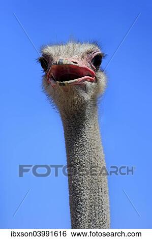 "Southern Ostrich (Struthio camelus australis), adult male, portrait, Little Karoo, Western Cape, South Africa, Africa" View Large Photo Image Stock Photograph - "Southern Ostrich (Struthio camelus australis), adult male, portrait, Little Karoo, Western Cape, South Africa, Africa". Fotosearch