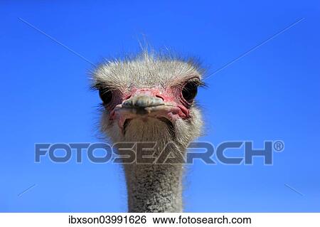 "Southern Ostrich (Struthio camelus australis), adult male, portrait, Little Karoo, Western Cape, South Africa, Africa" View Large Photo Image Stock Photograph - "Southern Ostrich (Struthio camelus australis), adult male, portrait, Little Karoo, Western Cape, South Africa, Africa". Fotosearch