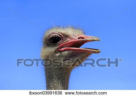 "Southern Ostrich (Struthio camelus australis), adult male, portrait, Little Karoo, Western Cape, South Africa, Africa" View Large Photo Image Stock Photograph - "Southern Ostrich (Struthio camelus australis), adult male, portrait, Little Karoo, Western Cape, South Africa, Africa". Fotosearch