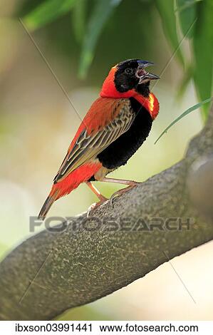 "Southern Red Bishop (Euplectes orix), adult perched on tree, singing, Western Cape, South Africa, Africa" View Large Photo Image Stock Image - "Southern Red Bishop (Euplectes orix), adult perched on tree, singing, Western Cape, South Africa, Africa". Fotosearch