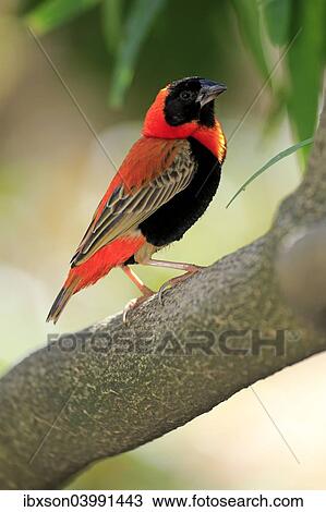 "Southern Red Bishop (Euplectes orix), adult perched on tree, Western Cape, South Africa, Africa" View Large Photo Image Stock Image - "Southern Red Bishop (Euplectes orix), adult perched on tree, Western Cape, South Africa, Africa". Fotosearch