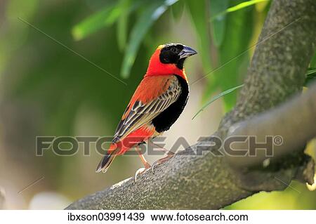 "Southern Red Bishop (Euplectes orix), adult perched on tree, Western Cape, South Africa, Africa" View Large Photo Image Stock Photo - "Southern Red Bishop (Euplectes orix), adult perched on tree, Western Cape, South Africa, Africa". Fotosearch
