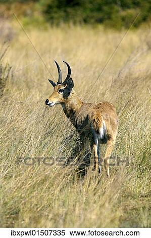 "Southern Reedbuck or Common Reedbuck (Redunca arundinum), Okavango Delta, Botswana, Africa" View Large Photo Image Stock Photography - "Southern Reedbuck or Common Reedbuck (Redunca arundinum), Okavango Delta, Botswana, Africa". Fotosearch