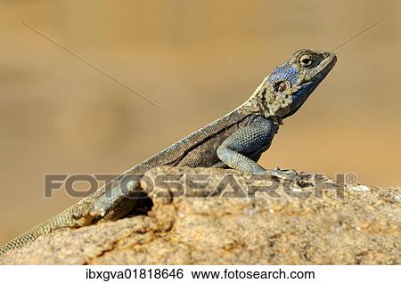 "Southern Rock Agama, Knobel's Agama (Agama atra), male, Goegap Nature Reserve, Namaqualand, South Africa, Africa" View Large Photo Image Stock Photograph - "Southern Rock Agama, Knobel's Agama (Agama atra), male, Goegap Nature Reserve, Namaqualand, South Africa, Africa". Fotosearch