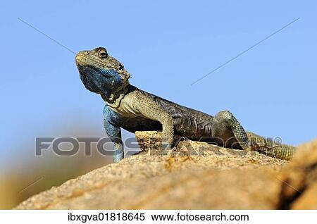 "Southern Rock Agama, Knobel's Agama (Agama atra), male, Goegap Nature Reserve, Namaqualand, South Africa, Africa" View Large Photo Image Stock Photography - "Southern Rock Agama, Knobel's Agama (Agama atra), male, Goegap Nature Reserve, Namaqualand, South Africa, Africa". Fotosearch