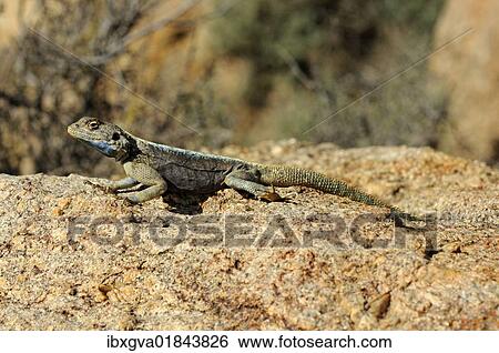 "Southern Rock or Knobel's Agama (Agama atra knobeli), male, Goegap Nature Reserve, Namaqualand, South Africa, Africa" View Large Photo Image Stock Photograph - "Southern Rock or Knobel's Agama (Agama atra knobeli), male, Goegap Nature Reserve, Namaqualand, South Africa, Africa". Fotosearch