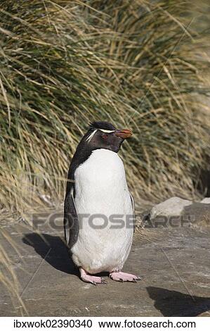"Southern Rockhopper Penguin (Eudyptes chrysocome), Falkland Islands, South America, Subantarctic, South America" View Large Photo Image Stock Image - "Southern Rockhopper Penguin (Eudyptes chrysocome), Falkland Islands, South America, Subantarctic, South America". Fotosearch