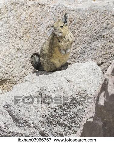 "Southern viscacha (Lagidium viscacia), Arica y Parinacota Region, Chile, South America" View Large Photo Image Stock Photo - "Southern viscacha (Lagidium viscacia), Arica y Parinacota Region, Chile, South America". Fotosearch