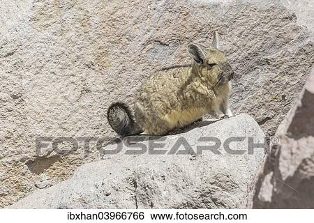 "Southern viscacha (Lagidium viscacia), Arica y Parinacota Region, Chile, South America" View Large Photo Image Stock Photograph - "Southern viscacha (Lagidium viscacia), Arica y Parinacota Region, Chile, South America". Fotosearch