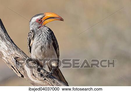"Southern Yellow-billed Hornbill (Tockus leucomelas), perched on a branch, Kgalagadi Transfrontier Park, Northern Cape, South Africa, Africa" View Large Photo Image Stock Image - "Southern Yellow-billed Hornbill (Tockus leucomelas), perched on a branch, Kgalagadi Transfrontier Park, Northern Cape, South Africa, Africa". Fotosearch