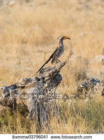 "Southern Yellow-billed Hornbill (Tockus leucomelas) perched on an old tree stump, Etosha National Park, Namibia, Africa" View Large Photo Image Stock Image - "Southern Yellow-billed Hornbill (Tockus leucomelas) perched on an old tree stump, Etosha National Park, Namibia, Africa". Fotosearch