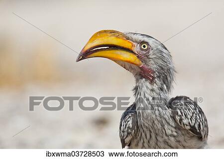 "Southern Yellow-billed Hornbill (Tockus leucomelas), Etosha National Park, Namibia, Africa" View Large Photo Image Stock Image - "Southern Yellow-billed Hornbill (Tockus leucomelas), Etosha National Park, Namibia, Africa". Fotosearch