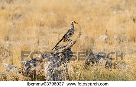 "Southern Yellow-billed Hornbill (Tockus leucomelas) perched on an old tree stump, Etosha National Park, Namibia, Africa" View Large Photo Image Stock Photo - "Southern Yellow-billed Hornbill (Tockus leucomelas) perched on an old tree stump, Etosha National Park, Namibia, Africa". Fotosearch
