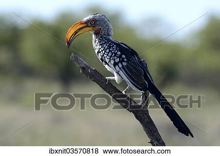 "Southern Yellow-billed Hornbill (Tockus leucomelas), Etosha National Park, Namibia, Africa" View Large Photo Image Stock Photo - "Southern Yellow-billed Hornbill (Tockus leucomelas), Etosha National Park, Namibia, Africa". Fotosearch