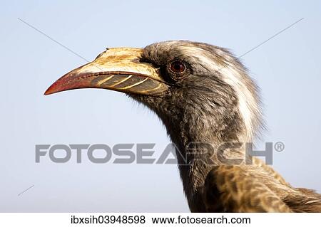 "Southern yellow-billed hornbill (Tockus leucomelas), Kruger National Park, South Africa, Africa" View Large Photo Image Stock Photo - "Southern yellow-billed hornbill (Tockus leucomelas), Kruger National Park, South Africa, Africa". Fotosearch