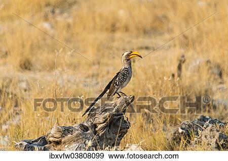 "Southern Yellow-billed Hornbill (Tockus leucomelas) sitting on an old tree stump, Etosha National Park, Namibia, Africa" View Large Photo Image Stock Photo - "Southern Yellow-billed Hornbill (Tockus leucomelas) sitting on an old tree stump, Etosha National Park, Namibia, Africa". Fotosearch