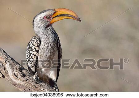 "Southern Yellow-billed Hornbill (Tockus leucomelas), perched on a branch, Kgalagadi Transfrontier Park, Northern Cape, South Africa, Africa" View Large Photo Image Stock Photograph - "Southern Yellow-billed Hornbill (Tockus leucomelas), perched on a branch, Kgalagadi Transfrontier Park, Northern Cape, South Africa, Africa". Fotosearch