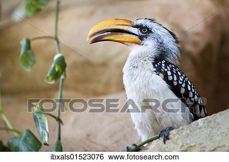 Stock Photograph - Southern Yellow-billed Hornbill (Tockus flavirostris). Fotosearch