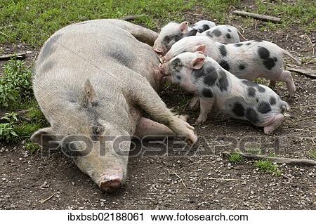 "Sow suckling piglets, in captivity, Poing, Bavaria, Germany, Europe" View Large Photo Image Stock Image - "Sow suckling piglets, in captivity, Poing, Bavaria, Germany, Europe". Fotosearch