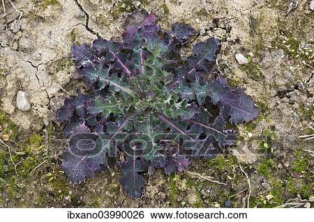 Stock Photograph - "Sow-thistle (Sonchus sp. ), Rosette, Burgenland, Austria, Europe". Fotosearch