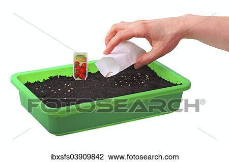 Sowing of tomato seeds (Solanum lycopersicum) in a seed tray View Large Photo Image Stock Image - Sowing of tomato seeds (Solanum lycopersicum) in a seed tray. Fotosearch