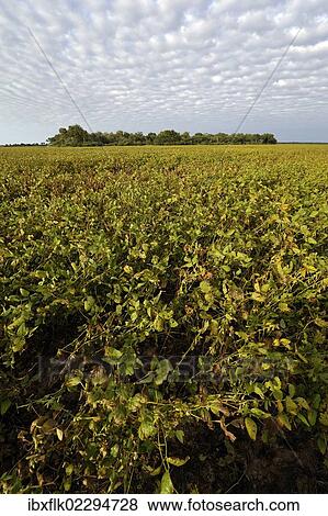 Stock Photo - "Soybean field and the remains of the original Chaco vegetation, Lomitas, Argentina, South America". Fotosearch