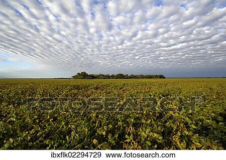 "Soybean field and the remains of the original Chaco vegetation, Lomitas, Argentina, South America" View Large Photo Image Stock Photo - "Soybean field and the remains of the original Chaco vegetation, Lomitas, Argentina, South America". Fotosearch