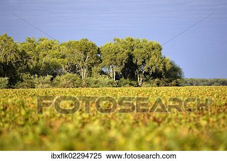 "Soybean field and the remains of the original Chaco vegetation, Lomitas, Argentina, South America" View Large Photo Image Stock Photography - "Soybean field and the remains of the original Chaco vegetation, Lomitas, Argentina, South America". Fotosearch