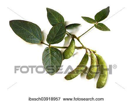 Soybeans (Glycine max) with leaves View Large Photo Image Stock Photo - Soybeans (Glycine max) with leaves. Fotosearch