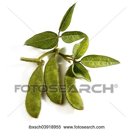 Soybeans (Glycine max) with leaves View Large Photo Image Stock Photography - Soybeans (Glycine max) with leaves. Fotosearch