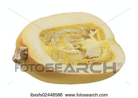 "Spaghetti squash, cut pumpkin with pulp" View Large Photo Image Stock Photograph - "Spaghetti squash, cut pumpkin with pulp". Fotosearch