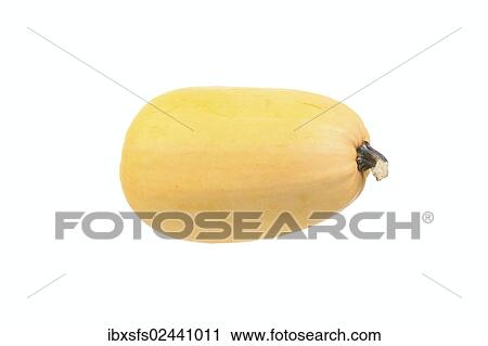 Spaghetti squash View Large Photo Image Stock Image - Spaghetti squash. Fotosearch