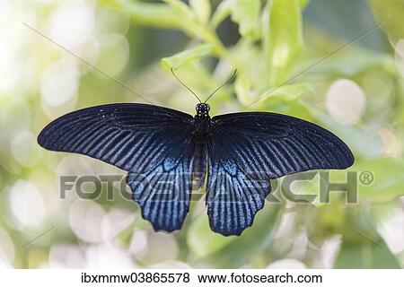 "Spangle (Papilio protenor), captive, Munich" View Large Photo Image Stock Photo - "Spangle (Papilio protenor), captive, Munich". Fotosearch
