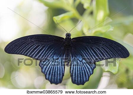 "Spangle (Papilio protenor), captive, Munich" View Large Photo Image Stock Photo - "Spangle (Papilio protenor), captive, Munich". Fotosearch