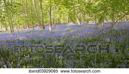 Spanish Bluebells (Hyacinthoides hispanica) in a deciduous forest View Large Photo Image Stock Photography - Spanish Bluebells (Hyacinthoides hispanica) in a deciduous forest. Fotosearch