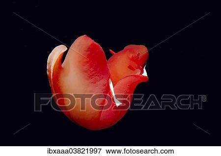"Spanish Dancer (Hexabranchus sanguineus) sea slug, Red Sea, Egypt, Africa" View Large Photo Image Stock Photo - "Spanish Dancer (Hexabranchus sanguineus) sea slug, Red Sea, Egypt, Africa". Fotosearch