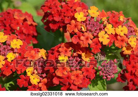"Spanish Flag or West Indian Lantana (Lantana camara), flower clusters or umbels" View Large Photo Image Stock Photo - "Spanish Flag or West Indian Lantana (Lantana camara), flower clusters or umbels". Fotosearch