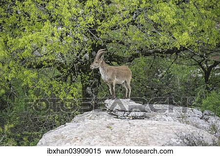 "Spanish Ibex (Capra pyrenaica hispanica), Antequera, Andalusia, Spain, Europe" View Large Photo Image Stock Photography - "Spanish Ibex (Capra pyrenaica hispanica), Antequera, Andalusia, Spain, Europe". Fotosearch