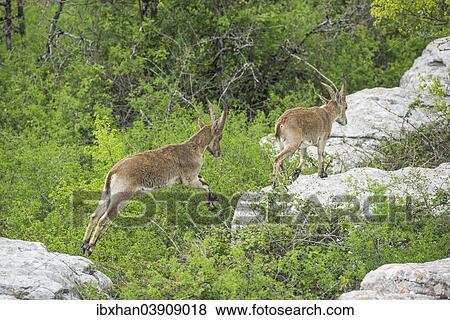 "Spanish Ibexes (Capra pyrenaica hispanica), Antequera, Andalusia, Spain, Europe" View Large Photo Image Stock Photo - "Spanish Ibexes (Capra pyrenaica hispanica), Antequera, Andalusia, Spain, Europe". Fotosearch