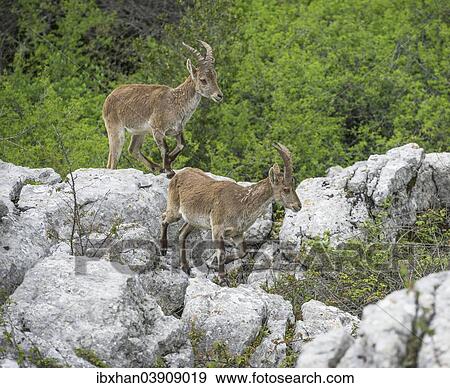 "Spanish Ibexes (Capra pyrenaica hispanica), Antequera, Andalusia, Spain, Europe" View Large Photo Image Stock Photo - "Spanish Ibexes (Capra pyrenaica hispanica), Antequera, Andalusia, Spain, Europe". Fotosearch