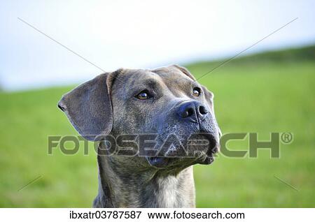 "Spanish Mastiff, portrait" View Large Photo Image Stock Photo - "Spanish Mastiff, portrait". Fotosearch