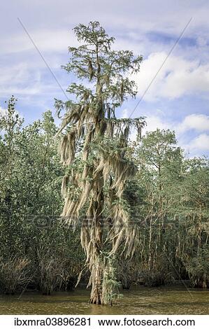 "Spanish Moss (Tillandsia usneoides), growing on a tree in the water, swamp, Louisiana, United States, North America" View Large Photo Image Stock Image - "Spanish Moss (Tillandsia usneoides), growing on a tree in the water, swamp, Louisiana, United States, North America". Fotosearch