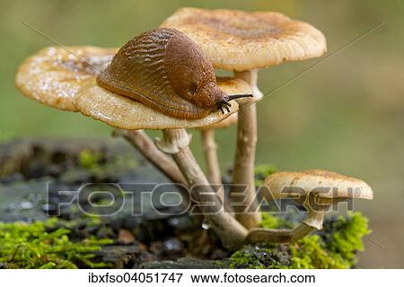 "Spanish Slug (Arion vulgaris) on a Dark Honey Fungus (Armillaria ostoyae), Lower Saxony, Germany, Europe" View Large Photo Image Stock Photo - "Spanish Slug (Arion vulgaris) on a Dark Honey Fungus (Armillaria ostoyae), Lower Saxony, Germany, Europe". Fotosearch