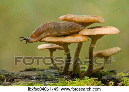 "Spanish Slug (Arion vulgaris) on a Dark Honey Fungus (Armillaria ostoyae), Lower Saxony, Germany, Europe" View Large Photo Image Stock Photo - "Spanish Slug (Arion vulgaris) on a Dark Honey Fungus (Armillaria ostoyae), Lower Saxony, Germany, Europe". Fotosearch
